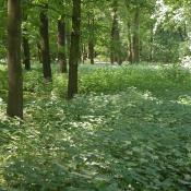 Eutrophierter Parkforst mit dichtem Brennesselunterwuchs im Gro&szlig;en Tiergarten. &copy; U. Kielhorn