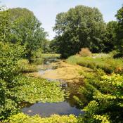 Das Venusbassin im Gro&szlig;en Tiergarten vor der Umgestaltung: artenreiche Uferstauden- und Schwimmblattgesellschaften pr&auml;gen das Bild. &copy; N. A. Kl&ouml;hn