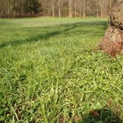 Der Wald-Goldstern (Gagea lutea) bildet im Schlosspark Buch größere Bestände © B. Seitz