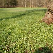 Der Wald-Goldstern (Gagea lutea) bildet im Schlosspark Buch gr&ouml;&szlig;ere Best&auml;nde &copy; B. Seitz