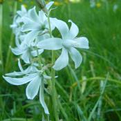 Nickender Milchstern (Ornithogalum nutans) im Schlosspark Buch © A. Rockinger