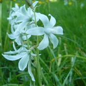 Nickender Milchstern (Ornithogalum nutans) im Schlosspark Buch &copy; A. Rockinger