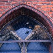 Br&uuml;tende Hausperlinge in einer Fensternische &copy; NABU Berlin Archiv