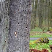 Schlupfl&ouml;cher des Heldbocks an einer der Eichen an der aufgelichteten Parkpartie. &copy; A. von L&uuml;hrte