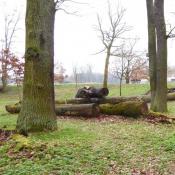 Stele zum Heldbock. Im Hintergrund abgelagerte Alteiche und aufgelichteter Eichenbestand als Lebensraum des Heldbocks. &copy; A. von L&uuml;hrte