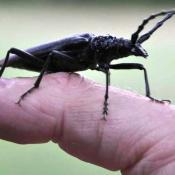 Der Heldbock (Cerambyx cerdo) hat sein letztes Vorkommen in Bayern im Gartendenkmal und FFH-Gebiet Bamberger Hain. © J. Gerdes