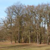 Prägende Altbaumgruppe am rand der großen Schlosswiese - durch eine unauffällige Zäunung als Parkelemente und Lebensraum erhalten. © A. von Lührte