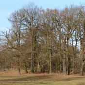 Pr&auml;gende Altbaumgruppe am rand der gro&szlig;en Schlosswiese - durch eine unauff&auml;llige Z&auml;unung als Parkelemente und Lebensraum erhalten. &copy; A. von L&uuml;hrte