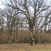 Wertvolle Alteichen konnten durch die Einz&auml;unung in ihrem nat&uuml;rlichen Habitus erhalten bleiben. &copy; A. von L&uuml;hrte