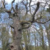Alteiche, die bereits Lebensraum f&uuml;r eine Vielzahl von holzbewohnenden Tierarten ist. &copy; A. von L&uuml;hrte