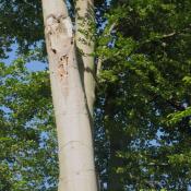 Auch weniger markante Bäume, wie diese Buche mit Stmmschaden, können sich zu wertvollen Holzkäfer-Lebensräumen entwickeln. © A. von Lührte