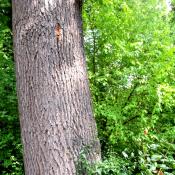 Bereits vom Heldbock besiedelte mittelalte Eiche, siehe das Bohrloch, das der K&auml;fer beim Schlupf hinterlassen hat. &copy; A. von L&uuml;hrte