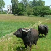 Bereits 1801 grasten Wasserbüffel als Attraktion am Teich nahe der Meierei. Jetzt sind sie wieder da als Landschaftspfleger für die Feuchtwiesen. © J. Uhlig