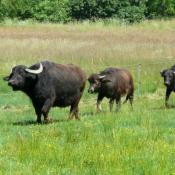 Landschaftspflege mit Wasserb&uuml;ffeln auf der Laichwiese. &copy; J. Uhlig