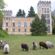 Schafbeweidung vor dem Kavalierhaus. &copy; J. Uhlig