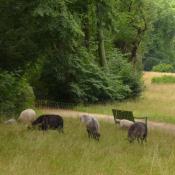 Schafbeweidung Pfaueninsel. &copy; J. Uhlig