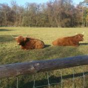 Schottische Hochlandrinder als Weidetiere und Besucherattraktion im Park Sch&ouml;nbusch. Foto: Schloss- und Gartenverwaltung Aschaffenburg &copy; 