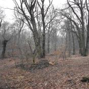 Gehölzaufwuchs nach dem Schlegeln © K. Andreas