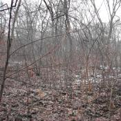 Gehölzaufwuchs vor dem Schlegeln © K. Andreas