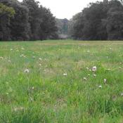 Trockenrasen im Park Babelsberg mit Grasnelke (Armeria elongata) © K. Andreas