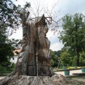 Neupflanzung der P&uuml;ckler-Buche im Original-Stubben &copy; B. Seitz