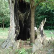 Neupflanzung einer Eiche im absterbenden Stubben der Originalsubstanz im Muskauer Park © B. Seitz