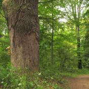 Aufgelassener Weg im Bamberger Hain zur Sicherung wertvoller Biotopbäume © A. von Lührte