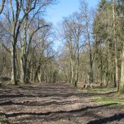 Die sogenannte Boberow-Allee ist die l&auml;ngste und noch baumreichste Allee im Boberow. &copy; SPSG, M. Hopp
