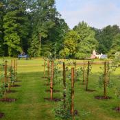 Wurzelschösslinge der Grau-Pappel in der wiederhergestellten Branitzer Baumuniversität, im Hintergrund der Nachbau der Pücklerschen „Baum-Maschine“ sowie die historischen Gewächshäuser. © K. Weber