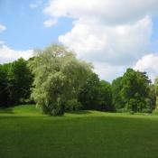 Die solit&auml;re Grau-Pappel am Heiligen Berg im Branitzer Park. &copy; C. Wecke