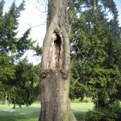 Alte Buche mit H&ouml;hlung: Wertvoller Biotopbaum &copy; A. von L&uuml;hrte