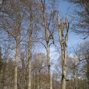 Buchenallee im Schlosspark Buch: Regelmäßige Begutachtung und Pflegeschnitte erforderlich. © A. von Lührte