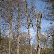 Buchenallee im Schlosspark Buch: Regelm&auml;&szlig;ige Begutachtung und Pflegeschnitte erforderlich. &copy; A. von L&uuml;hrte