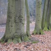 Alte Buchen: Biotopb&auml;ume &copy; N. A. Kl&ouml;hn