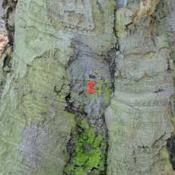Buche mit roter Markierung als Biotopbaum © N. A. Klöhn