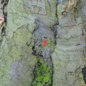 Buche mit roter Markierung als Biotopbaum &copy; N. A. Kl&ouml;hn