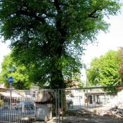 Durch eine vorausschauende Baustellensicherung konnten Wurzelsch&auml;den an der Alteiche verhindert werden &copy; A. von L&uuml;hrte