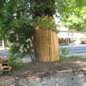 Baumschutz an der Alteiche &copy; A. von L&uuml;hrte