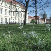 Nickender Milchstern (Ornithogalum nutans) in Blüte auf den Rasenflächen vor dem Schloss Charlottenburg © M. von der Lippe