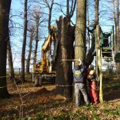 Einrichten eines Totholzlagerplatzes im Barockgarten Grossedlitz &copy; J. Lorenz