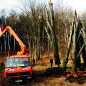 Errichtung eines Totholzlagerplatzes in der Dresdner Heide &copy; J. Lorenz