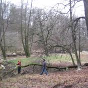 Freistellung der Eichen an der Schlosswiese © B. Pätzig