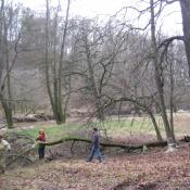 Freistellung der Eichen an der Schlosswiese &copy; B. P&auml;tzig