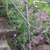 Pech-Nelke an der Felsaussicht &copy; B. P&auml;tzig