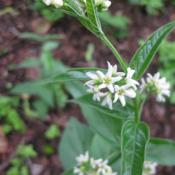 Die Schwalbenwurz kam erstmals 2013 wieder zur Blüte. © B. Pätzig