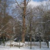 Eingezäunte Heldbockeiche im Schlosspark Karlsruhe © U. Rohde