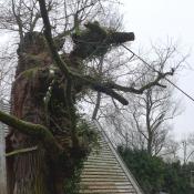 Abbruch-Ma&szlig;nahme an der Alteiche &copy; J. Uhlig