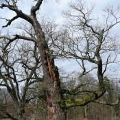 Alteiche am Weg vor der Maßnahme © J. Uhlig