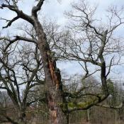 Alteiche am Weg vor der Ma&szlig;nahme &copy; J. Uhlig
