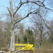 Altbuche im Bestand nach Ma&szlig;nahme &copy; J. Uhlig